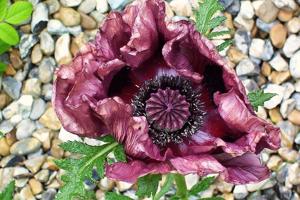 Papaver orientale