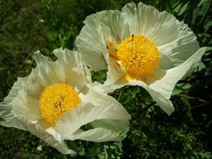 Romneya coulteri
