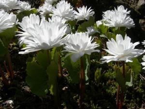 Sanguinaria canadensis