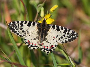 Allancastria cerisyi
