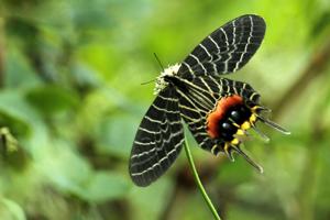 utils/thumbs/Papilionidae/Bhutanitis_5PT47EUi3yovQtVMtZu3ns.jpg
