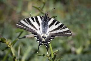 Iphiclides feisthamelii