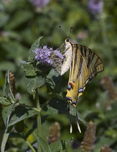 Iphiclides feisthamelii