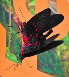 Pachliopta kotzebuea