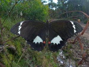 Papilio aegeus aegeus