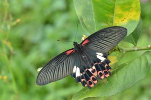Papilio taiwanus