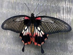 Papilio memnon alcanor