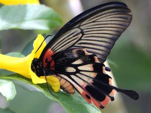 Papilio memnon alcanor