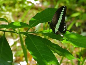 Papilio demolion