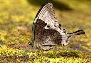 Papilio buddha