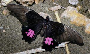 Papilio anchisiades capys 