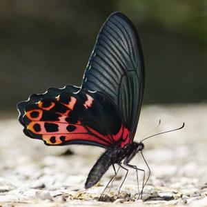 Papilio taiwanus
