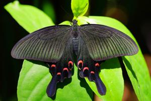Papilio bianor thrasymedes