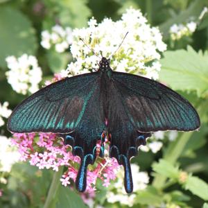 Papilio bianor
