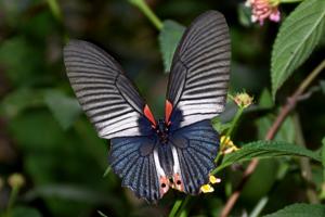 Papilio memnon agenor