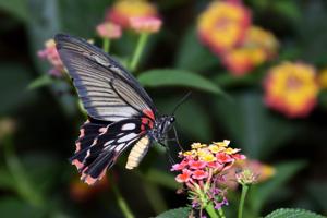 Papilio memnon agenor