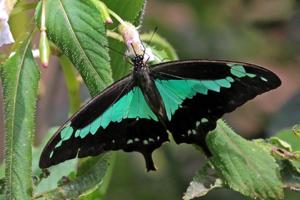 Papilio phorcas