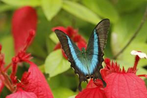 Papilio buddha