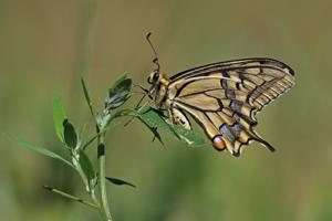 Papilio machaon