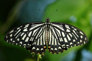 Papilio clytia  f. dissimilis