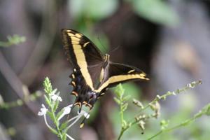 Papilio andraemon
