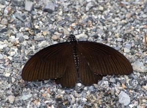 Papilio castor