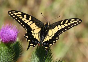 Papilio zelicaon