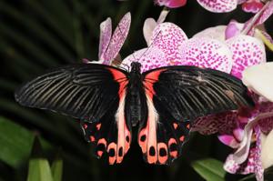 Papilio rumanzovia