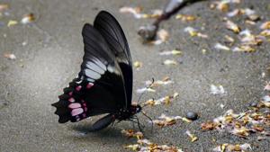 Papilio anchisiades capys 