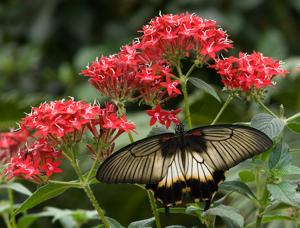 Papilio memnon
