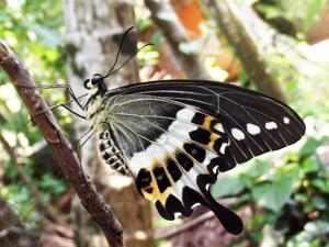 Papilio liomedon