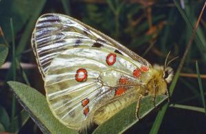 Parnassius apollo
