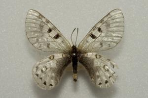 utils/thumbs/Papilionidae/Parnassius_oQdxkSVy84PVeJLsjrUHst.jpg