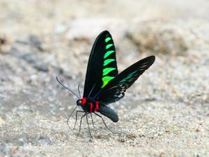 Trogonoptera brookiana albescens