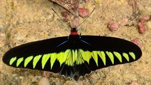 Trogonoptera brookiana