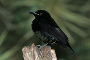 utils/thumbs/Paradisaeidae/Lophorina_D73f9nPH4cBxxrRBSaLtgP.jpg
