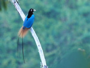 utils/thumbs/Paradisaeidae/Paradisornis_DVn4kdqWdWiQ9bYhbt2b2Z.png