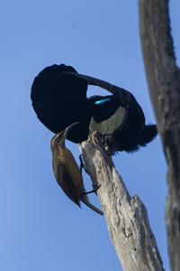 Ptiloris victoriae