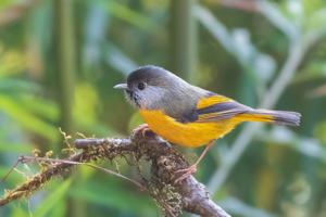 utils/thumbs/Paradoxornithidae/Lioparus_TKz8G9A2JAKiZPoCA93cCk.jpg