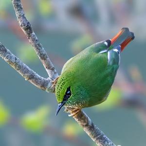 utils/thumbs/Paradoxornithidae/Myzornis_88gvi9DXQ3oqSUQZwn2PyK.jpg