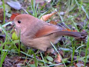 Sinosuthora webbiana