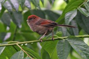 Suthora webbiana