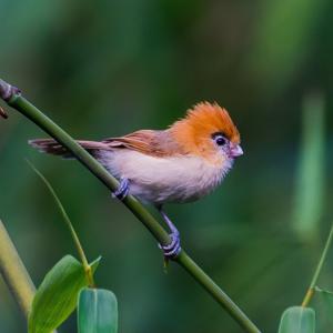 Suthora atrosuperciliaris