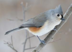 utils/thumbs/Paridae/Baeolophus_BvLde4AVsfuEvKDxooCnz3.jpg