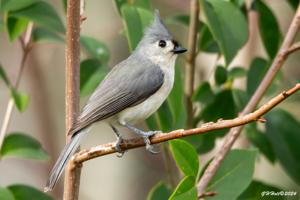 Baeolophus bicolor