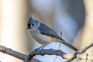 Baeolophus bicolor
