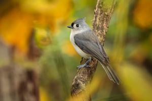 Baeolophus bicolor