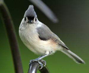 Baeolophus bicolor