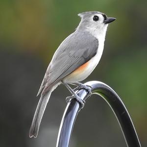 Baeolophus bicolor