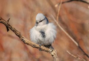 Cyanistes cyanus tianschanicus
